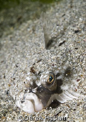 Plaice. Connemara. D200, 60mm. by Derek Haslam 